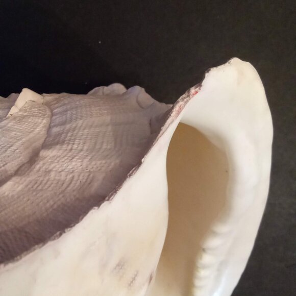 Huge CASSIS CORNUTA Horned Queen Helmet Conch Sea Shell painted blush pink 8x10" - Picture 8 of 8